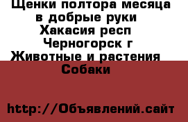 Щенки полтора месяца в добрые руки - Хакасия респ., Черногорск г. Животные и растения » Собаки   